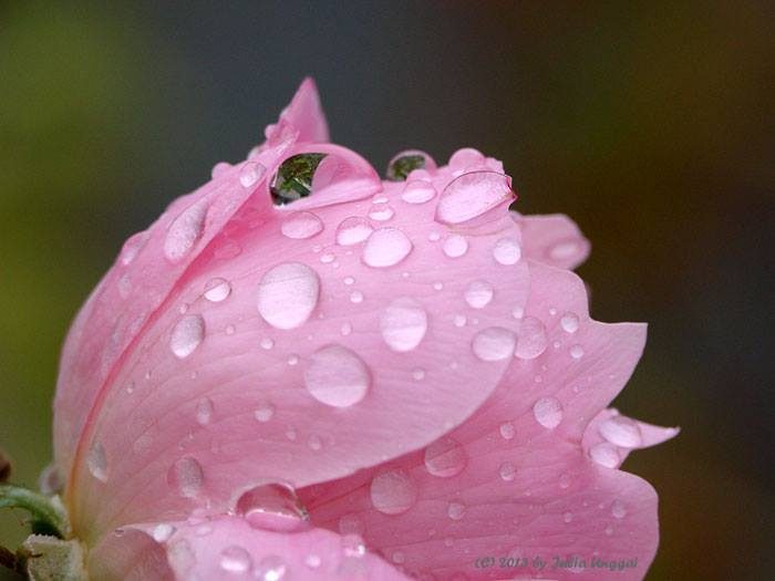 Pink Rose