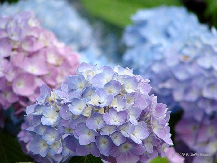 Hydrangea