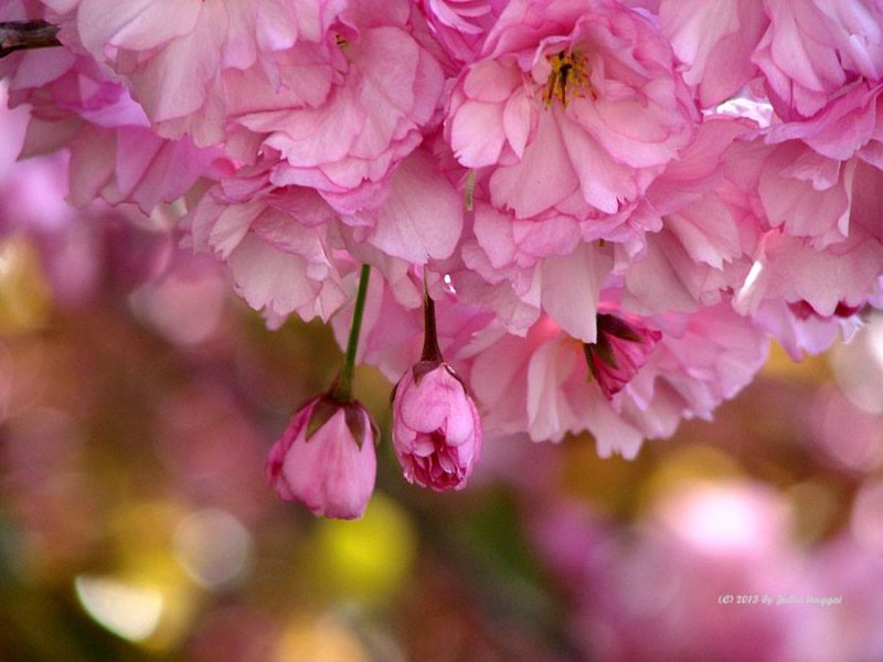 Redbud Crabapple