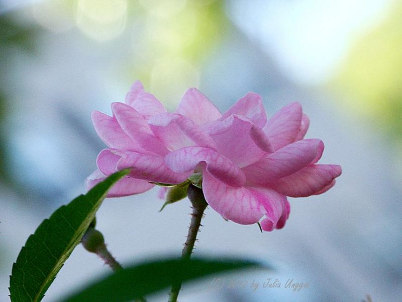 Pink rose