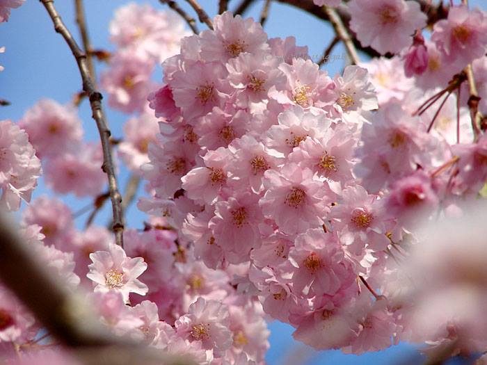 Crabapple Blossoms