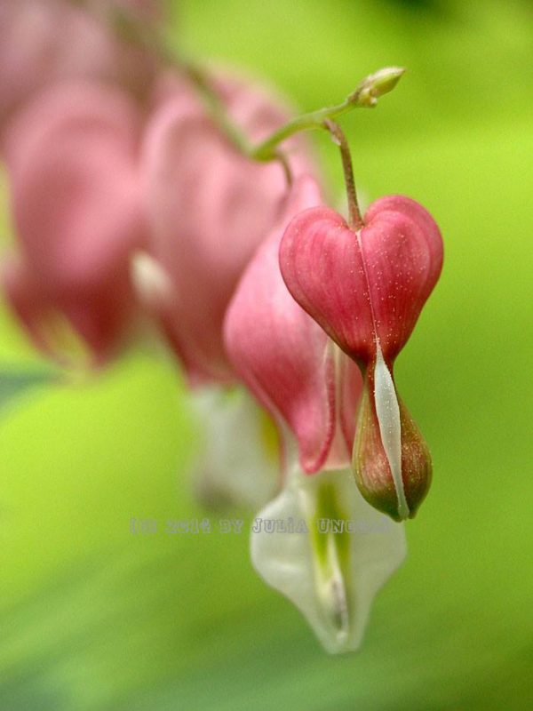 Bleeding Heart