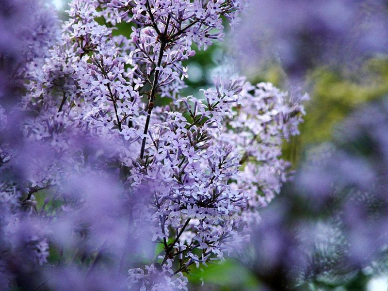 Common Lilac