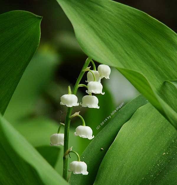 Lily of The Valley