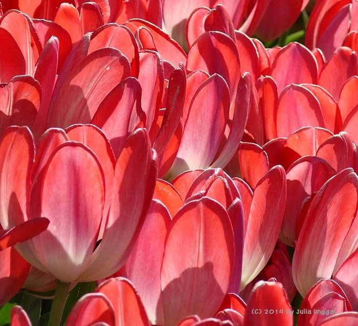 Tulips