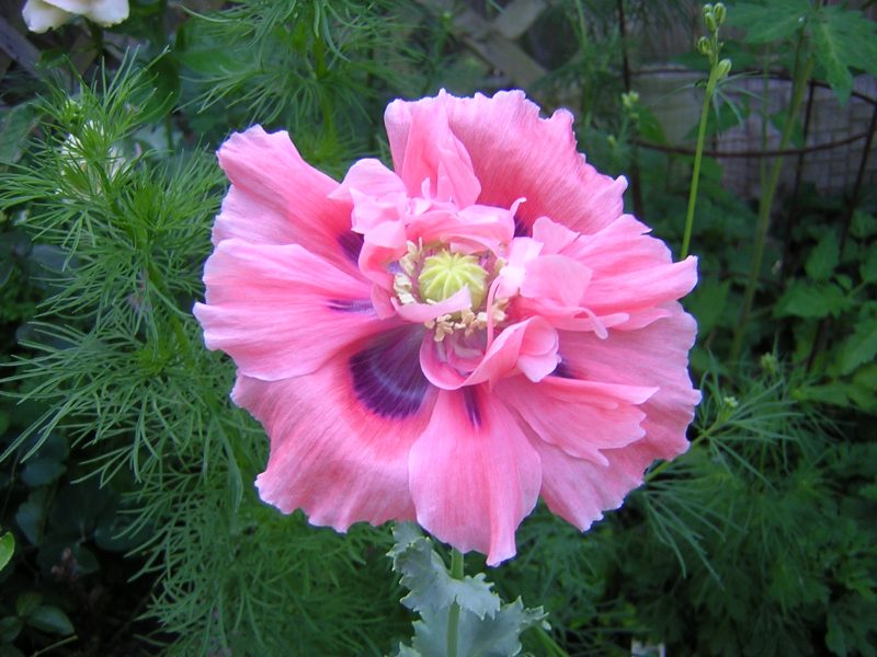 Shaggy Poppy