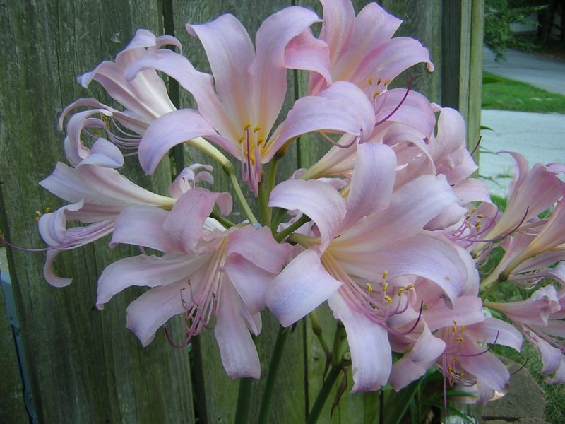 Surprise Lilies 2010