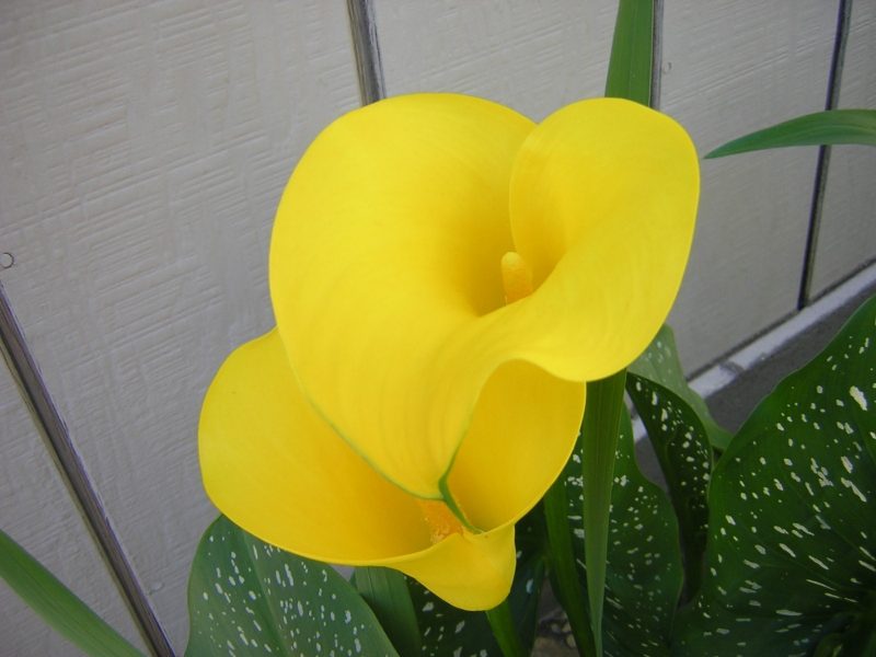 Yellow Calla Lily