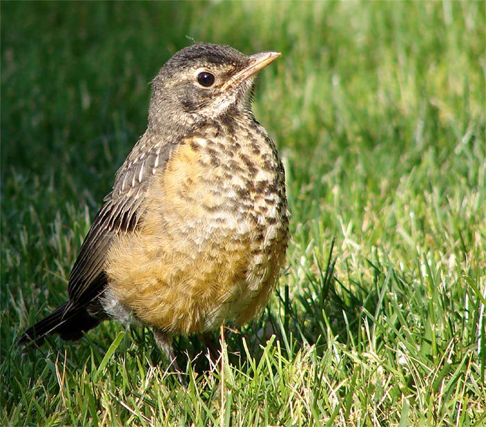 Image of Baby Robin by Julia Imari